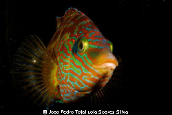 Corkwing wrasse (Symphodus melops) standing by and defend... by Joao Pedro Tojal Loia Soares Silva 